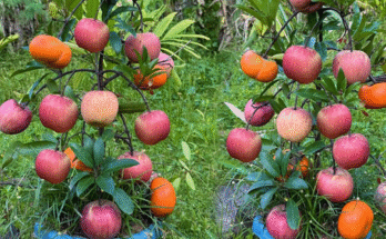 The Technique of Grafting Apple with Persimmon Using Aloe Vera to Get a Lot of Fruit