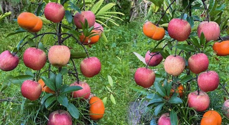 The Technique of Grafting Apple with Persimmon Using Aloe Vera to Get a Lot of Fruit