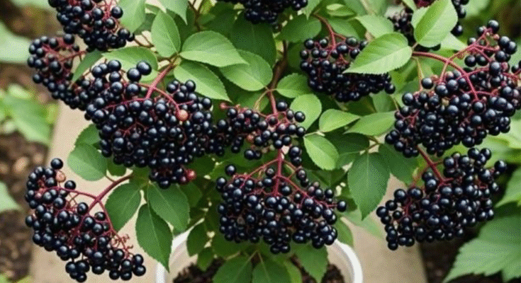 How to Grow Blackberries Using Cutting Method