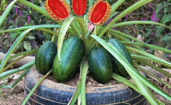 Watermelon With Pineapple : Grafting Pineapple tree with watermelon To Has a lot of fruit