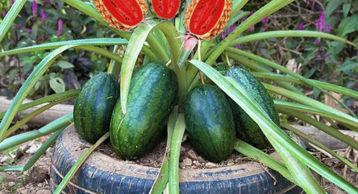 Watermelon With Pineapple : Grafting Pineapple tree with watermelon To Has a lot of fruit