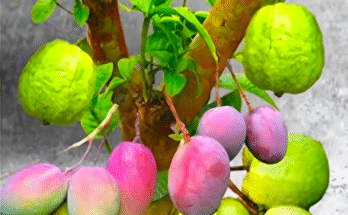 How To Graft A Mango Tree On A Guava Tree