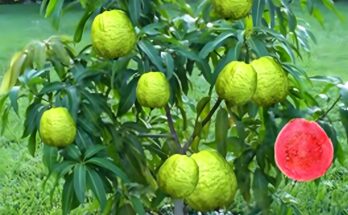 🌿 Best Way to Grow Guava in a Mango Tree Faster