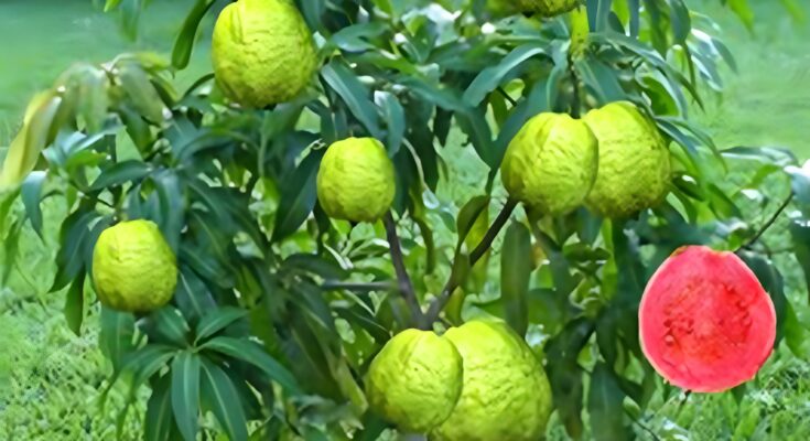 🌿 Best Way to Grow Guava in a Mango Tree Faster