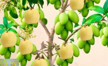 An Easy Way to Reproduce Mango Tree with Pear Fruit Using Cola Drinks to Promote Fast Fruiting