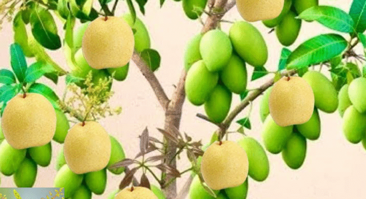 An Easy Way to Reproduce Mango Tree with Pear Fruit Using Cola Drinks to Promote Fast Fruiting