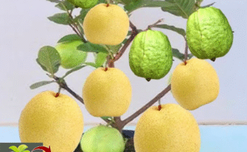 Great Technique for Grafting Apple Fruit to Apple Trees Using Aloe Vera