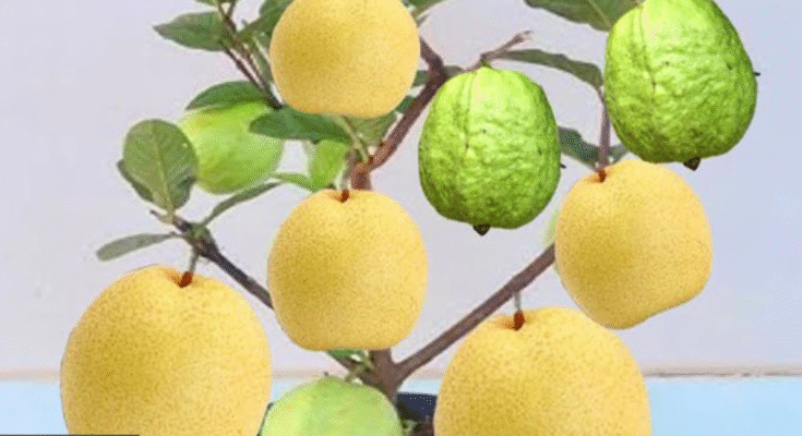 Great Technique for Grafting Apple Fruit to Apple Trees Using Aloe Vera