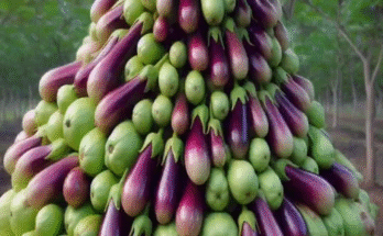 How To breeding Eggplant with Guava Fruit To Produce More Fruit In A Short Time