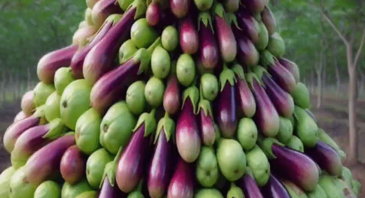 How To breeding Eggplant with Guava Fruit To Produce More Fruit In A Short Time