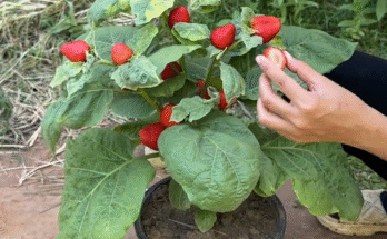 Great...!! Grafting strawberry With Eggplant To Get Super Fruit