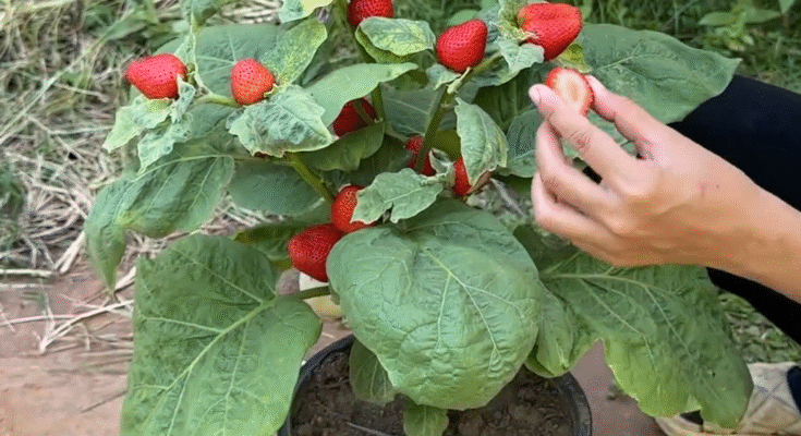 Great...!! Grafting strawberry With Eggplant To Get Super Fruit