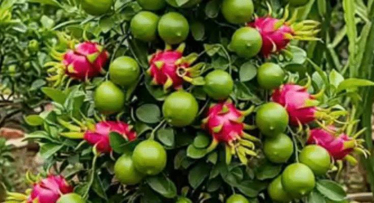 🌱 Combine Lemon & Dragon Fruit in One Tree (Full Guide)