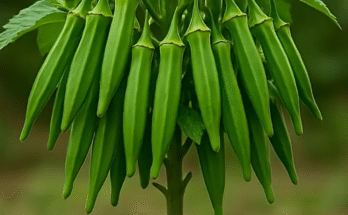 How to Grow Ladyfingers at Home GardeningTips