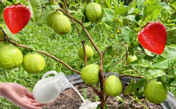 How to Propagate Guava Tree From Fruit Using These Simple Techniques That Everyone Cannot Imagine