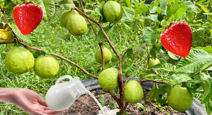 How to Propagate Guava Tree From Fruit Using These Simple Techniques That Everyone Cannot Imagine