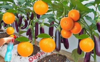 How to propagate oranges fruit with eggplant using simple methods yields 100%