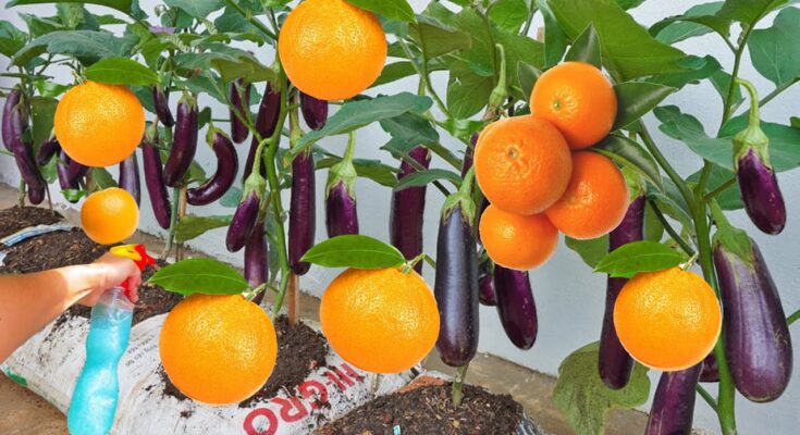 How to propagate oranges fruit with eggplant using simple methods yields 100%
