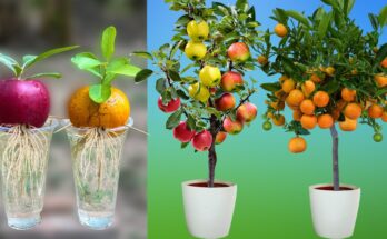 How to grow apples and oranges from their fruit in plastic bottles | How to grow fruit