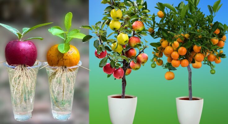 How to grow apples and oranges from their fruit in plastic bottles | How to grow fruit
