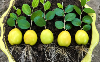 How To Growing Jujube Tree from Jujube Fruit