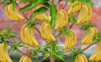 Let's To See How i Grafting Banana Flower With Mango Tree To Produce The Most Fruit in a Short Time