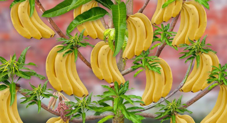 Let's To See How i Grafting Banana Flower With Mango Tree To Produce The Most Fruit in a Short Time