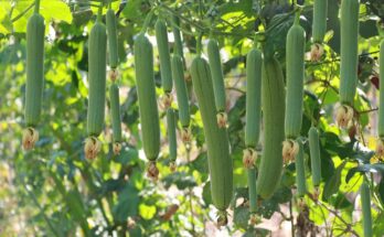 The best way to plant and grow luffa gourds