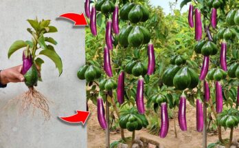 Eggplant With Avocado: How I Grafting Eggplant with Avocado Produces the Most Eggplant