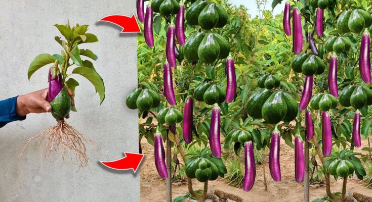 Eggplant With Avocado: How I Grafting Eggplant with Avocado Produces the Most Eggplant