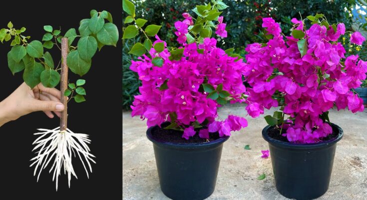 🌿 Best Ideas for Growing Bougainvillea Tree from Cuttings Fast At Home!