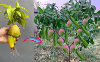 For Growing Mango Tree with Cucumber and grow fruit fast - Unique Technique propagate mango