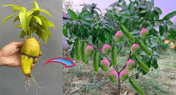 For Growing Mango Tree with Cucumber and grow fruit fast - Unique Technique propagate mango