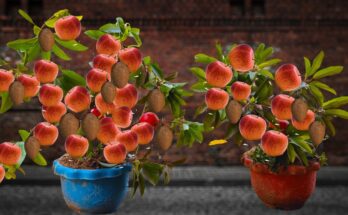 How to grow apple trees with high yields