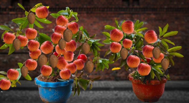 How to grow apple trees with high yields